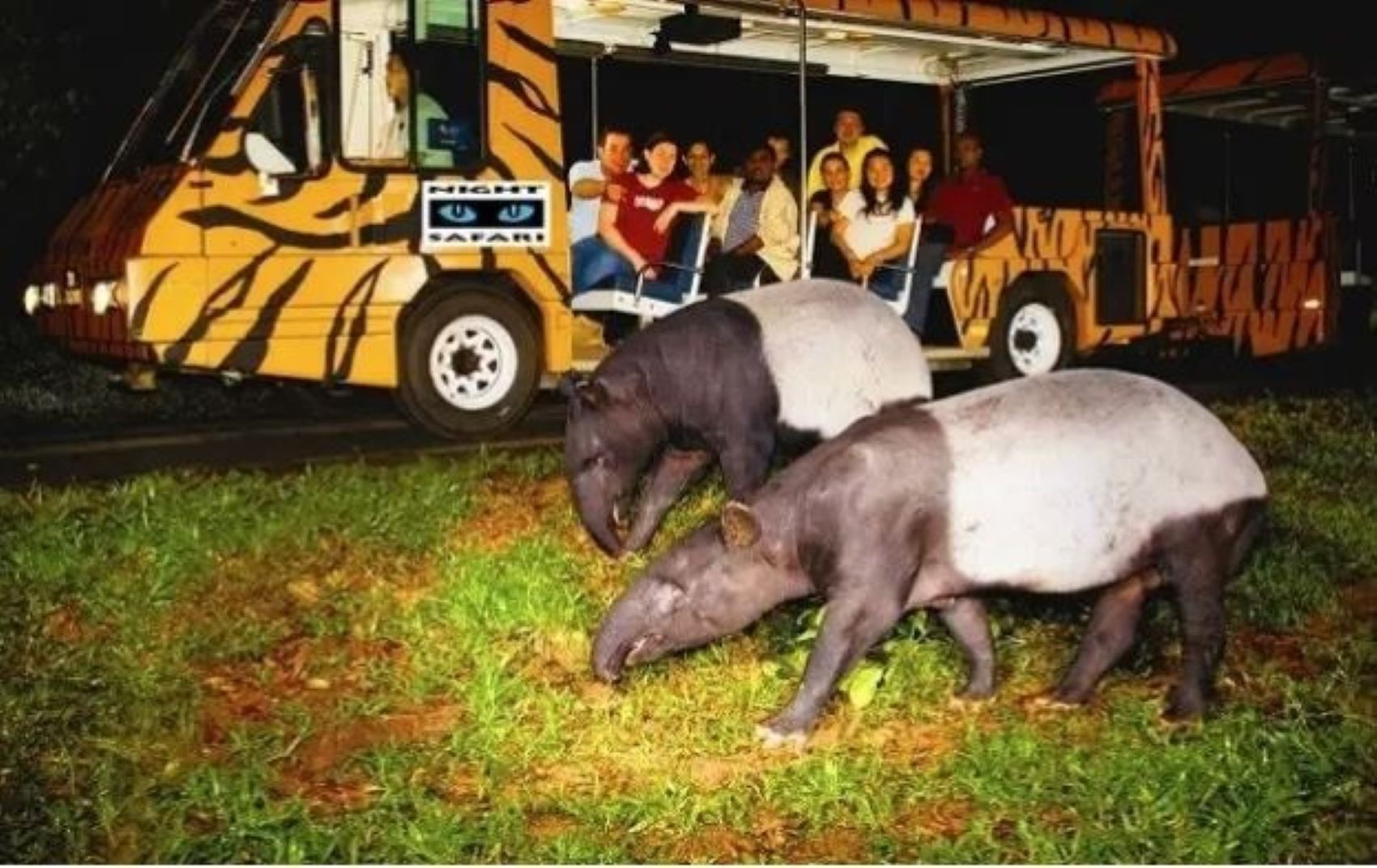 Night Safari + Tram